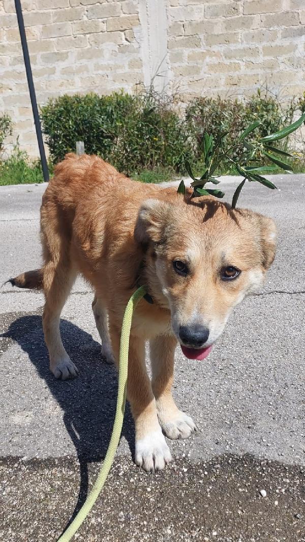 Magma cucciola timida in adozione Foto 5